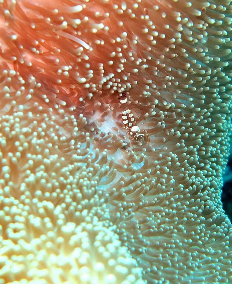 IMG_1282rf_Maldives_Madoogali_Plongee 14_Donagali caves_Anemone et crevette.jpg
